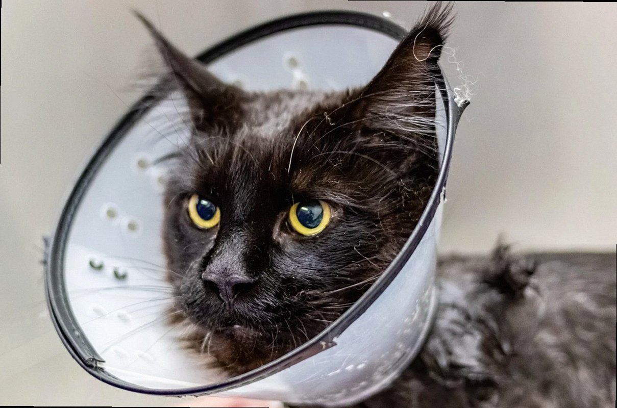 grooming, cat, sick cat, pet, nature, pet salon, animal, pet care