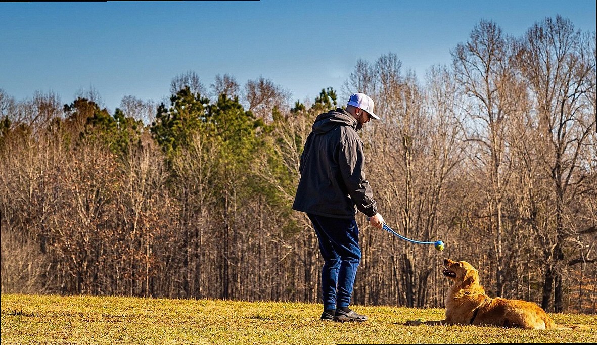 dog, canine, dog training, golden retriever, playing fetch, sit, stay, retriever, cute, golden, domestic, pet, breed, tr