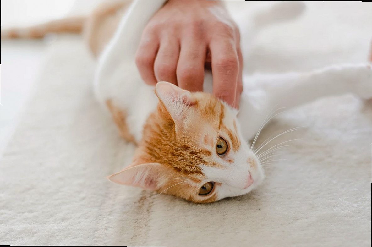 cat, pet, feline, animal, fur, kitty, mammal, domestic, domestic cat, nature, cat portrait, animal world