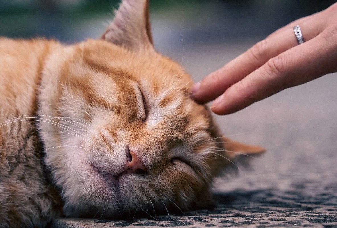 cat, pet, orange fur, petting, sleeping, resting, human hand, touch, relaxation, comfort, outdoors, domestic animal, com
