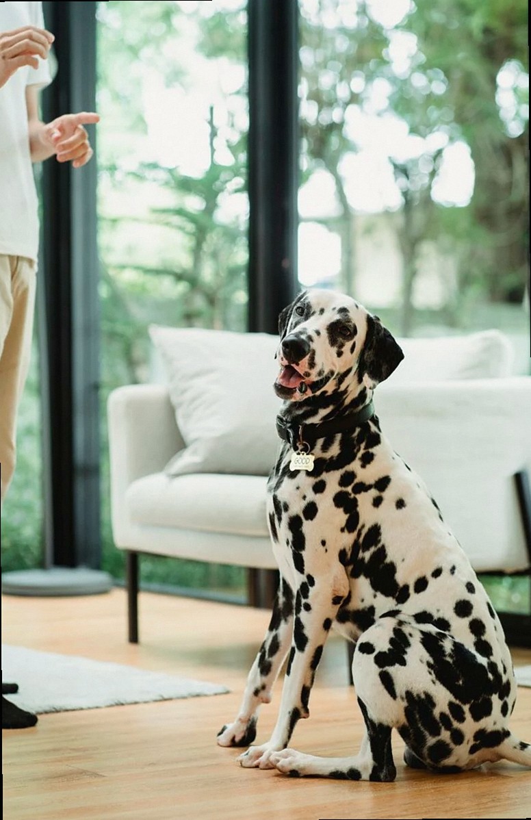 Friendly Dalmatian greeting its owner in a stylish, sunlit living space.