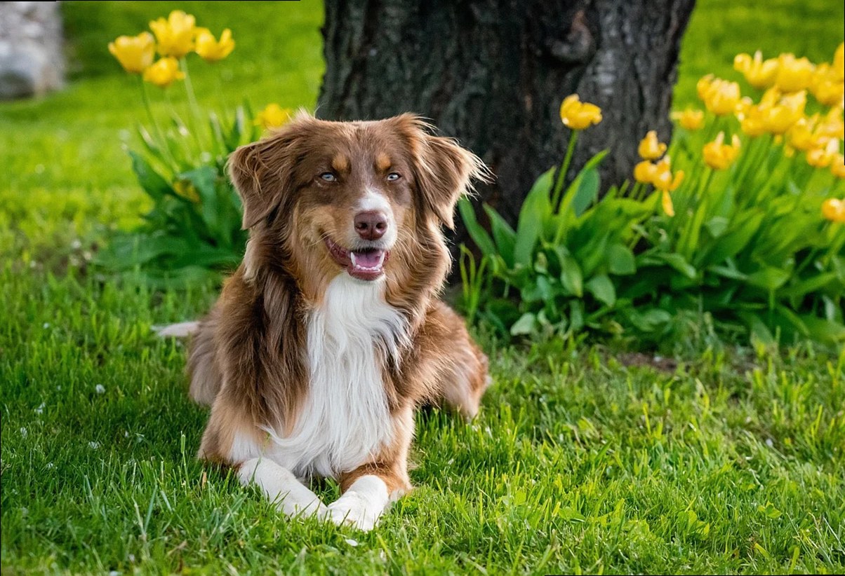 australian shepherd, dog, domestic animal, nature, animal, garden tulips, domestic, mammal, garden, close up, pet, usa, 