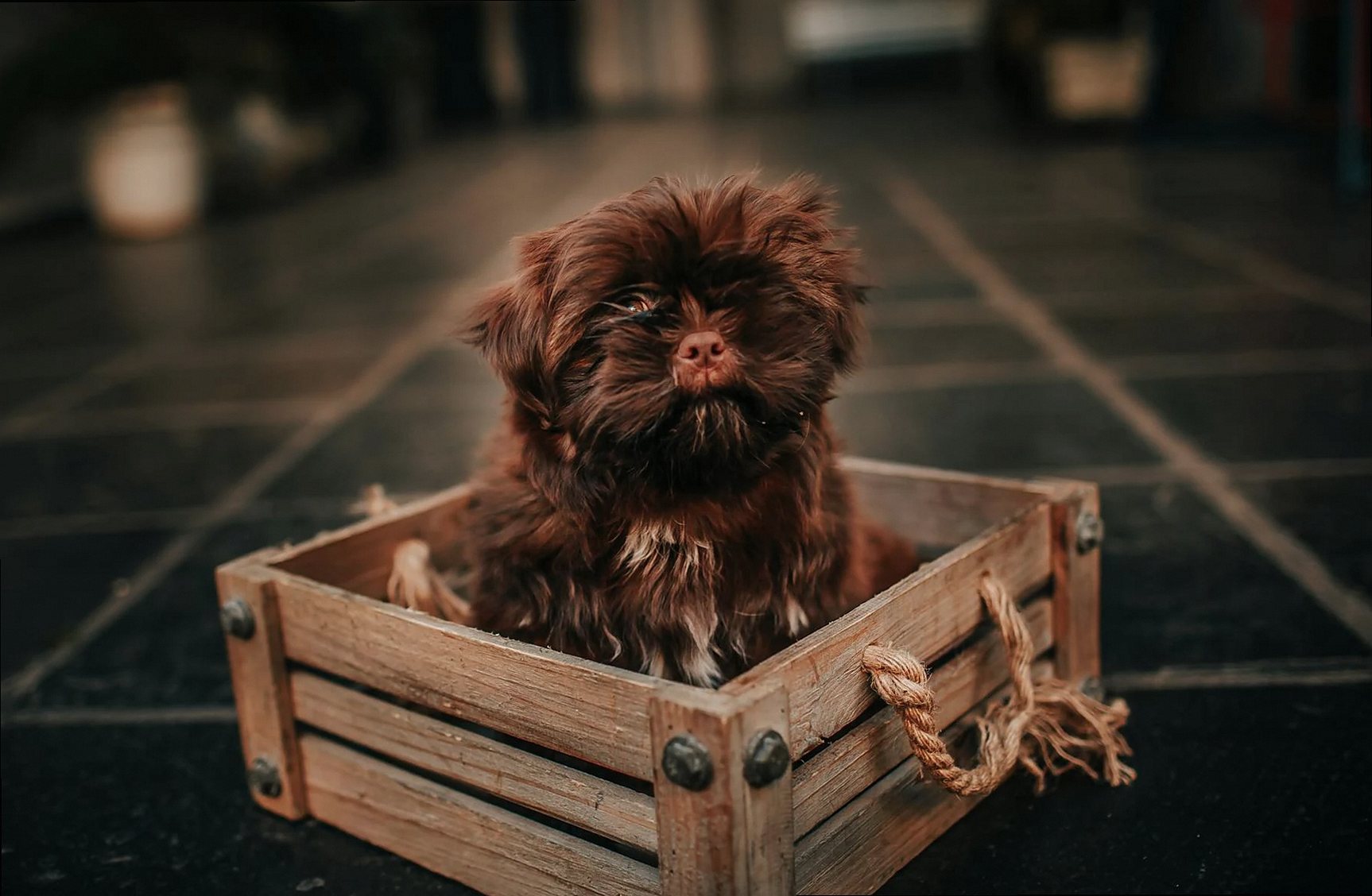 From above of cute melancholic puppy with brown fur looking up in box in house